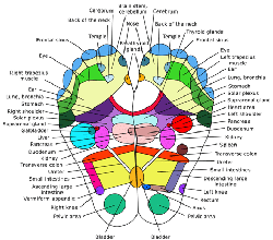 Les Therapies Naturelles En Synergie La Reflexologie Energetique Les Therapies Naturelles En Synergie La Reflexologie Energetique